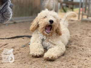 Rally-Obedience-25-08-w04-008