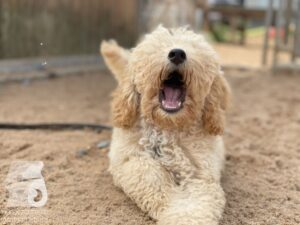 Rally-Obedience-25-08-w04-009