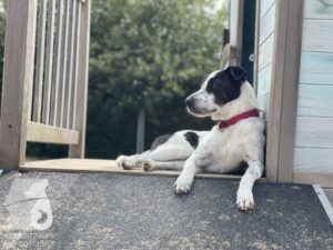 Rally-Obedience-25-08-w04-010