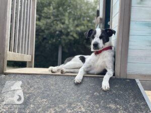 Rally-Obedience-25-08-w04-011