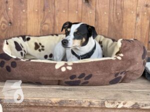 Rally-Obedience-25-08-w04-012