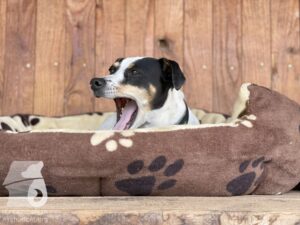 Rally-Obedience-25-08-w04-013