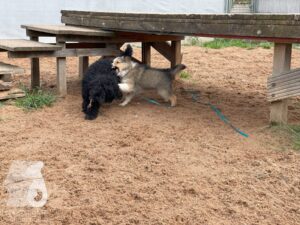 Rally-Obedience-25-08-w04-014