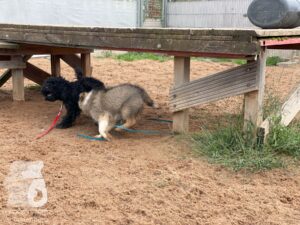 Rally-Obedience-25-08-w04-015