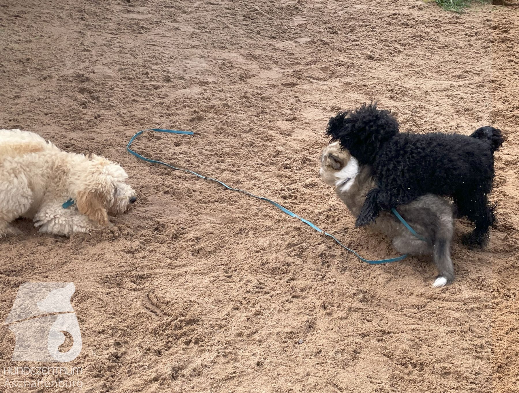 Rally-Obedience-25-08-w04-016