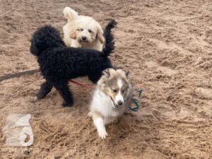 Rally-Obedience-25-08-w04-017