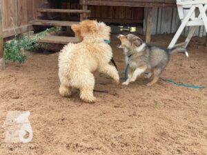 Rally-Obedience-25-08-w04-018