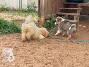 Rally-Obedience-25-08-w04-019