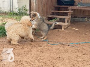 Rally-Obedience-25-08-w04-020