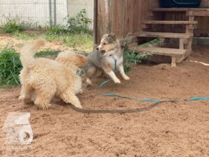 Rally-Obedience-25-08-w04-021