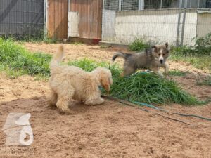 Rally-Obedience-25-08-w04-022