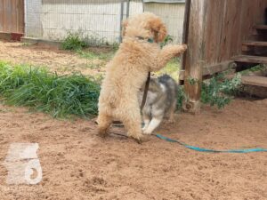 Rally-Obedience-25-08-w04-023