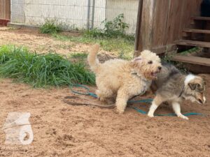 Rally-Obedience-25-08-w04-024