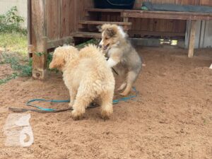 Rally-Obedience-25-08-w04-025