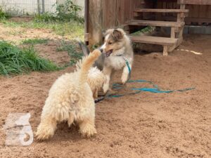 Rally-Obedience-25-08-w04-026