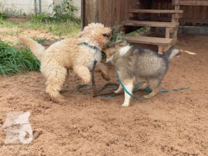 Rally-Obedience-25-08-w04-027