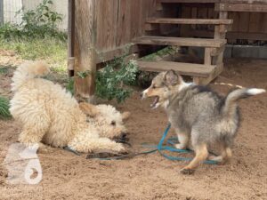 Rally-Obedience-25-08-w04-028