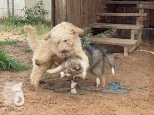 Rally-Obedience-25-08-w04-029