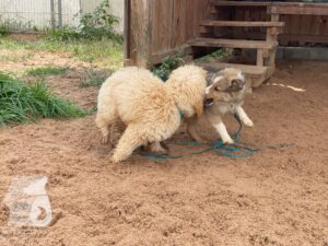 Rally-Obedience-25-08-w04-030