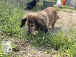 Rally-Obedience-25-08-w04-031