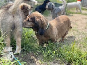 Rally-Obedience-25-08-w04-032