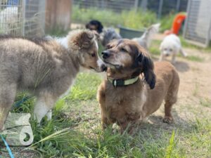 Rally-Obedience-25-08-w04-033