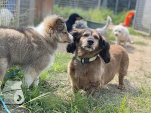 Rally-Obedience-25-08-w04-034