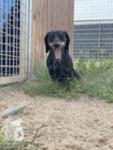 Rally-Obedience-25-08-w04-035