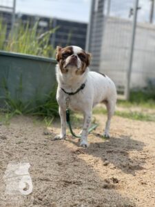 Rally-Obedience-25-08-w04-036