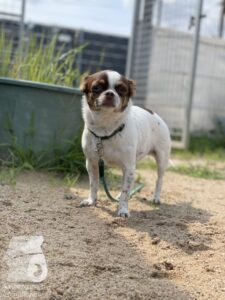 Rally-Obedience-25-08-w04-037