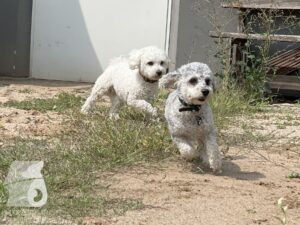 Rally-Obedience-25-08-w04-038