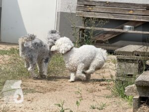 Rally-Obedience-25-08-w04-039