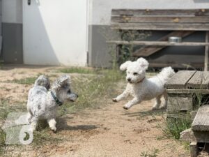 Rally-Obedience-25-08-w04-040