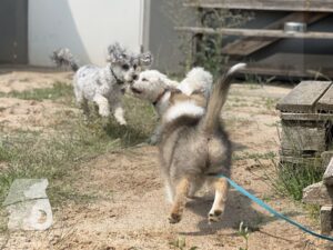 Rally-Obedience-25-08-w04-041