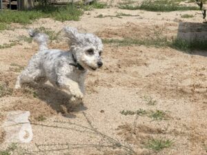 Rally-Obedience-25-08-w04-042