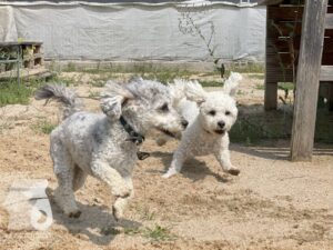 Rally-Obedience-25-08-w04-043