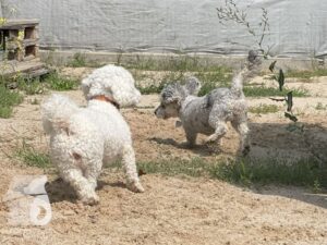 Rally-Obedience-25-08-w04-044