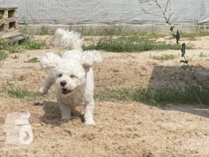 Rally-Obedience-25-08-w04-045