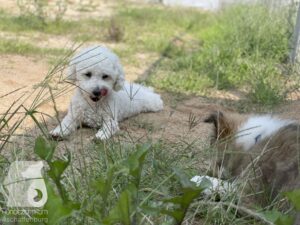 Rally-Obedience-25-08-w04-046