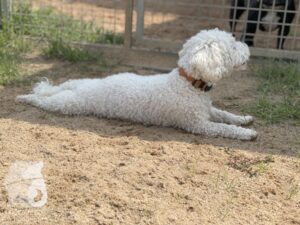 Rally-Obedience-25-08-w04-047