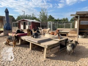 Rally-Obedience-25-08-w04-048