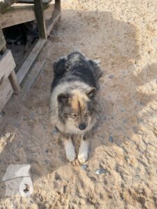 Rally-Obedience-25-08-w04-049