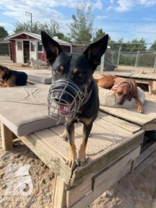 Rally-Obedience-25-08-w04-050