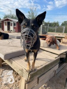 Rally-Obedience-25-08-w04-051