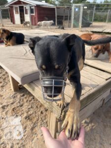 Rally-Obedience-25-08-w04-052