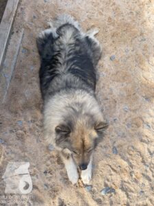 Rally-Obedience-25-08-w04-053