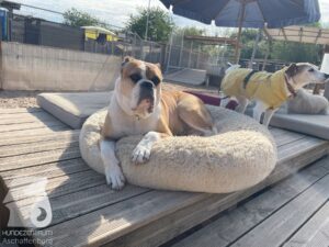 Rally-Obedience-25-08-w04-054