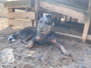 Rally-Obedience-25-08-w04-055