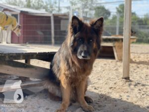 Rally-Obedience-25-08-w04-056