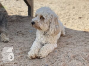 Rally-Obedience-25-08-w04-057